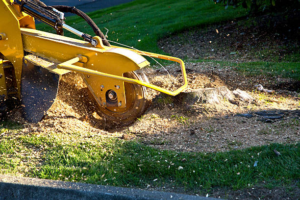 How Our Tree Care Process Works  in  Menands, NY